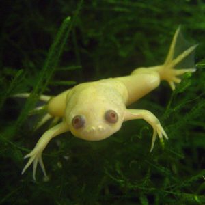 Xenopus Laevis