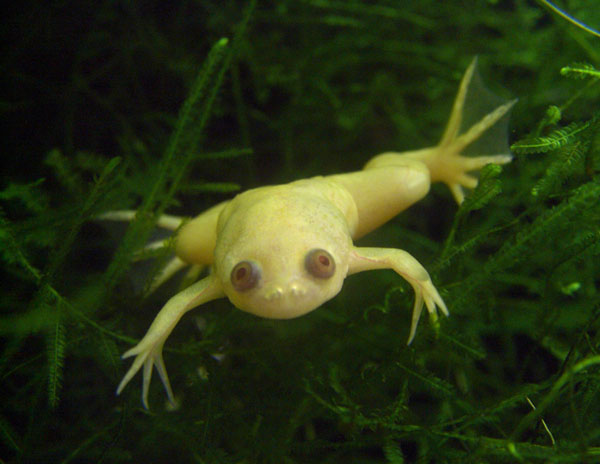 Xenopus Laevis - immagine 2