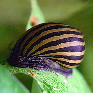 Neritina zebra - immagine 2