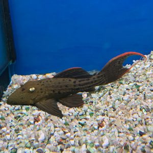 Pseudacanthicus pitanga L24