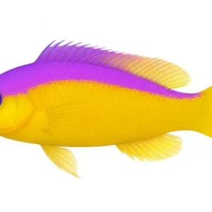 PSEUDOCHROMIS DIADEMA
