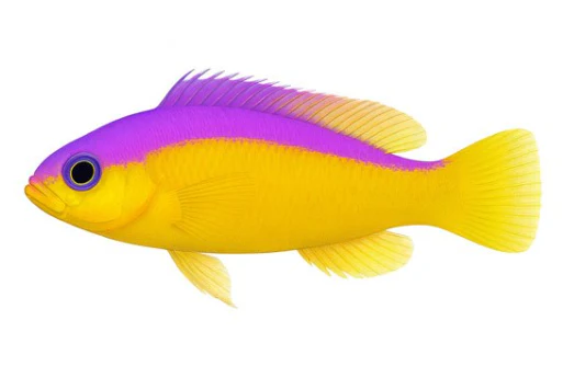 PSEUDOCHROMIS DIADEMA - immagine 2