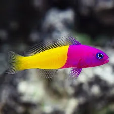 Pseudochromis paccagnellae – (DI SERRA)