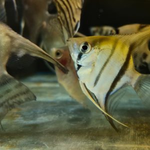 PTEROPHYLLUM SCALARE BLU