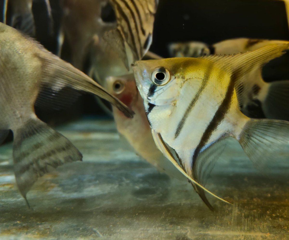 PTEROPHYLLUM SCALARE BLU - immagine 2