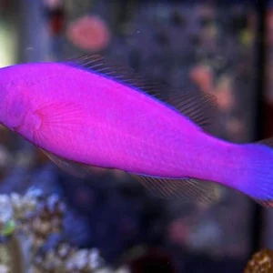 PSEUDOCHROMIS PORPHYREUS