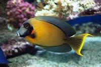 Acanthurus pyroferus - immagine 2