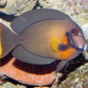 ACANTHURUS PYROPHERUS