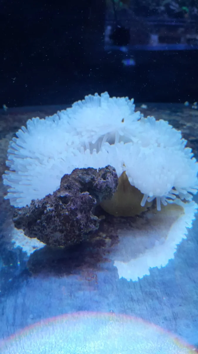 RADHIANTHUS ANEMONE LONG TENTACLES - immagine 3