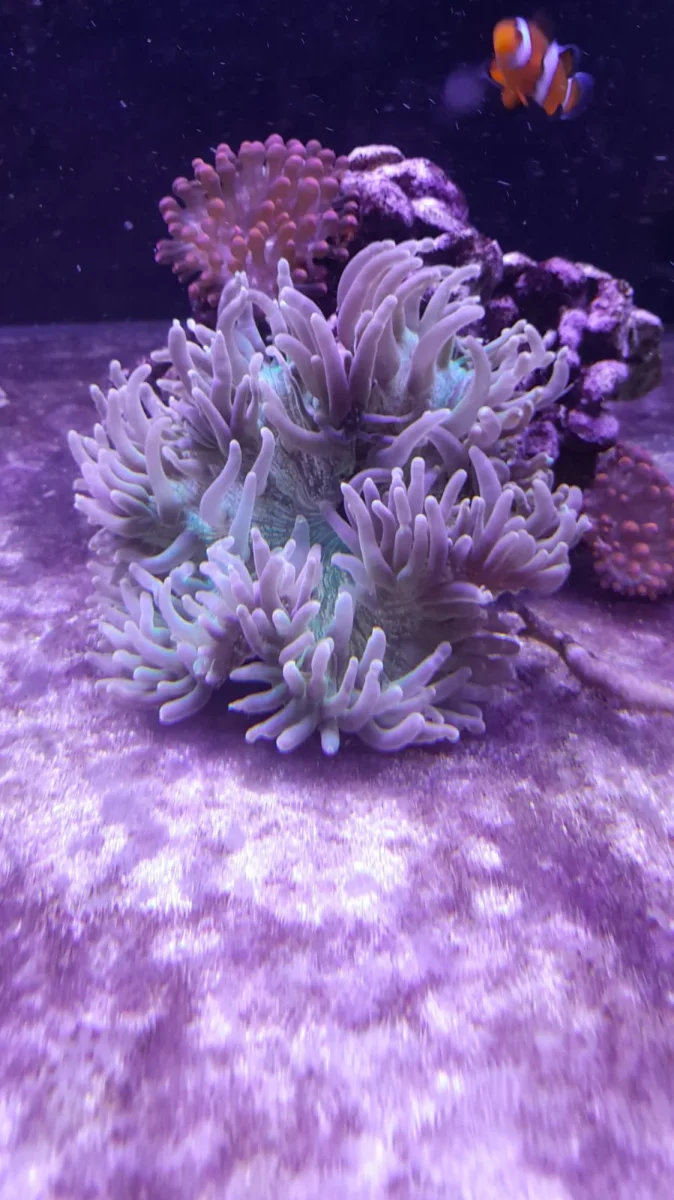 RADHIANTHUS ANEMONE LONG TENTACLES