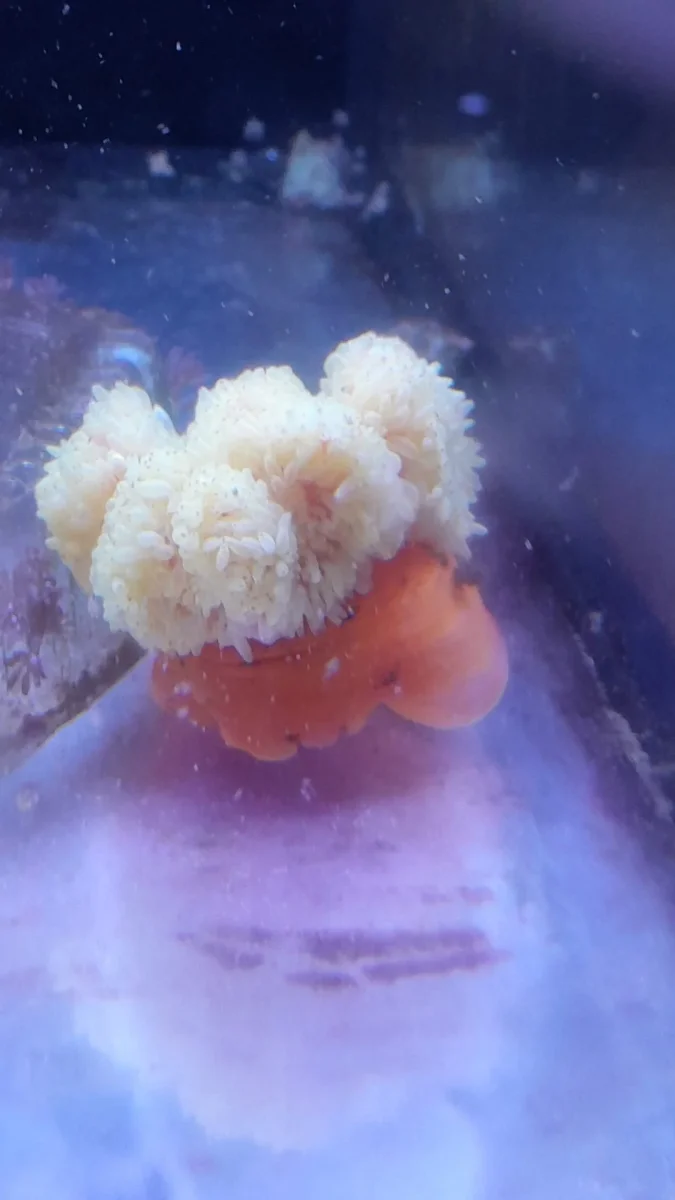 RADHIANTHUS ANEMONE LONG TENTACLES - immagine 4