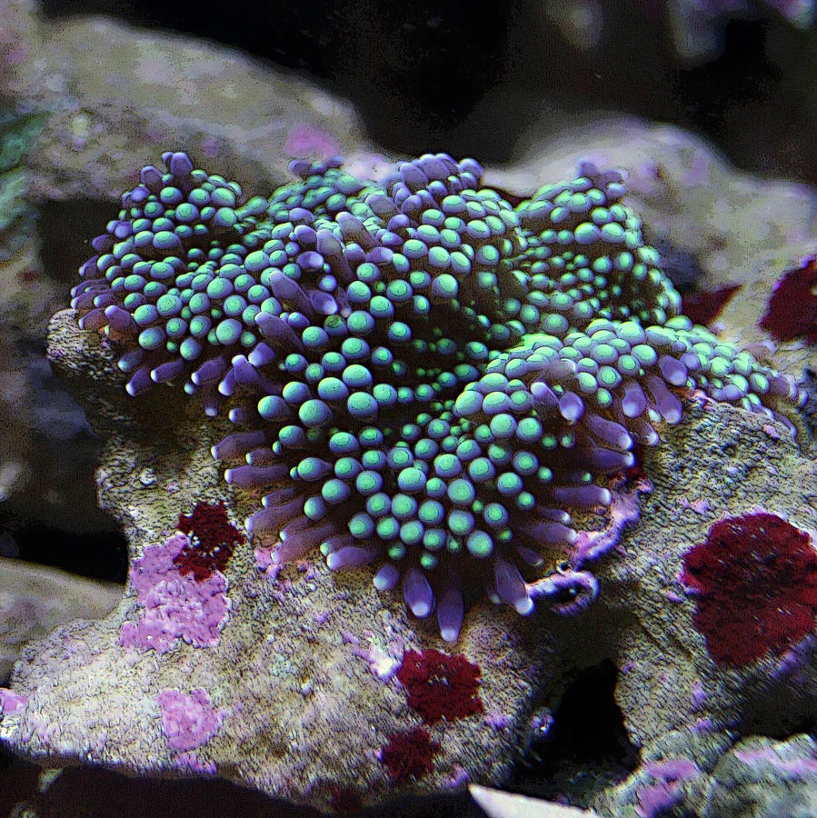 Rhodactis black star - immagine 2