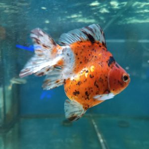 Oranda Ryukin “XL”