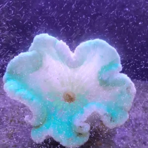 STOICHACTIS WHITE ANEMONE BIANCA