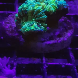SYMPHYLLIA WILSONI PREMIUM FRAG