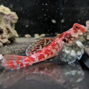 SYNCHIROPUS MARMORATUS