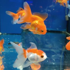 Oranda testa di leone “S” grado A+