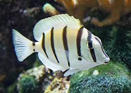 Acanthurus triostegus