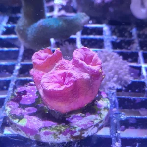 TUBASTREA FAAULKNERI ORANGE FRAG