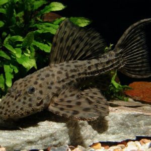 Pseudacanthicus spinosus l96