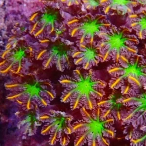 Anthelia papaya orange, taglia piccola