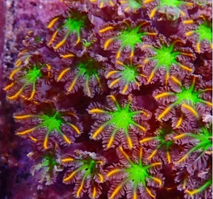 Anthelia papaya orange, taglia piccola