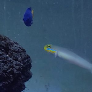 VALLINCIENNEA STRIGATA