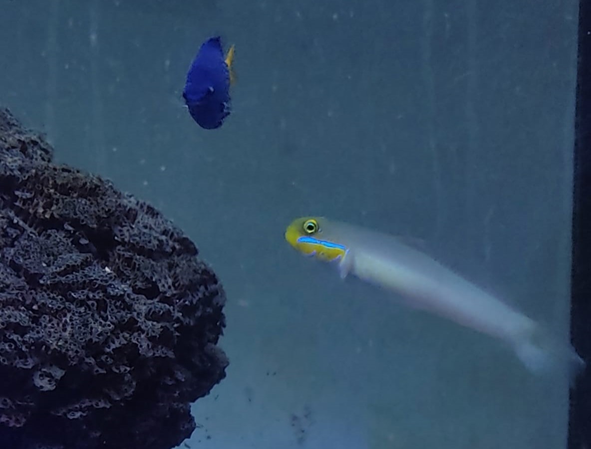 VALLINCIENNEA STRIGATA - immagine 2