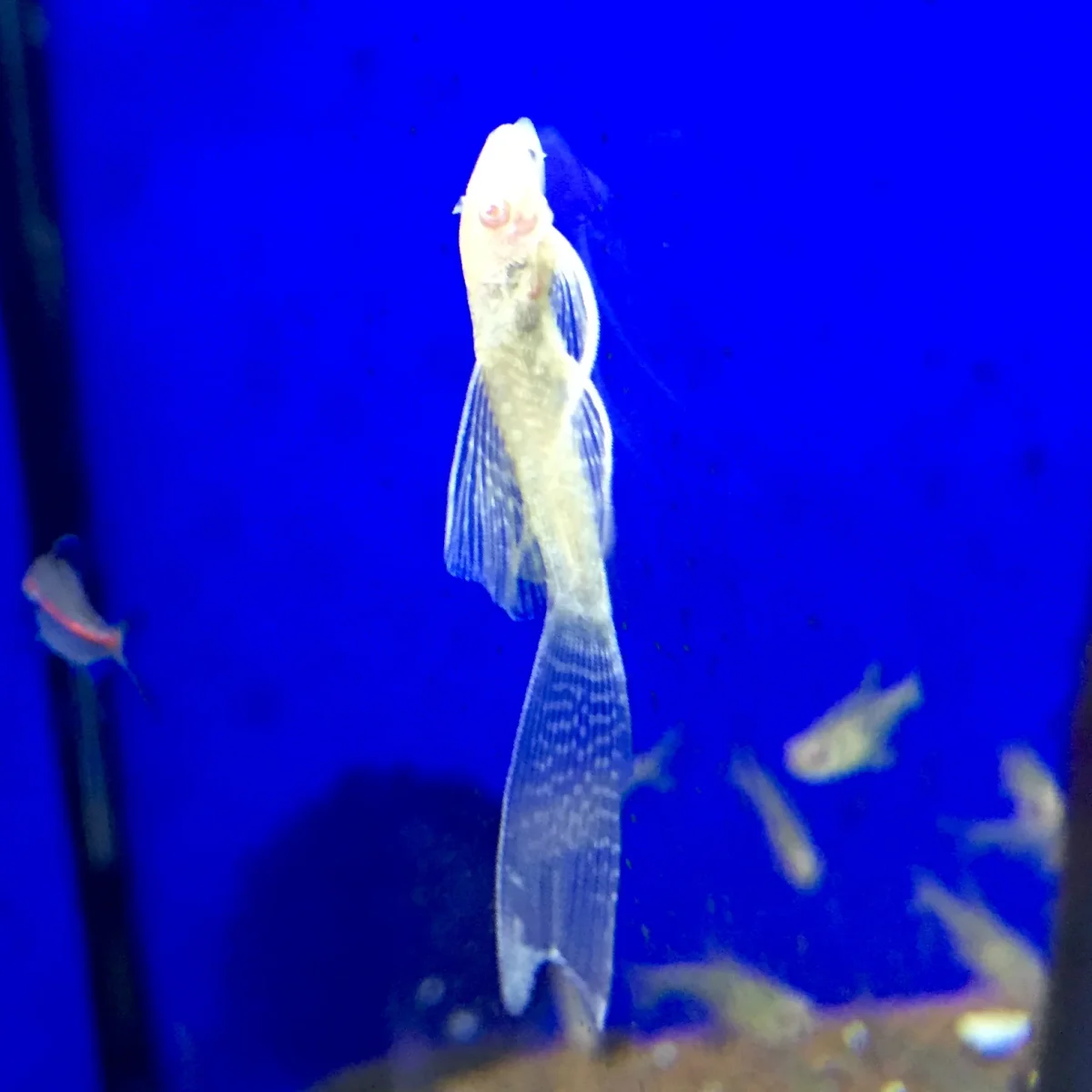 ANCISTRUS SP. - immagine 7