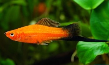 XIPHOPHORUS HELLERI - immagine 2