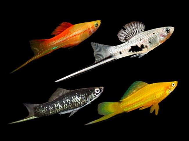 XIPHO MIX - immagine 2