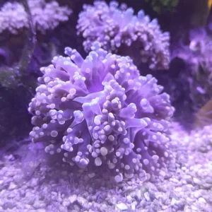 EUPHYLLIA YAEYAMAENSIS ORANGE PINK 1 HEAD