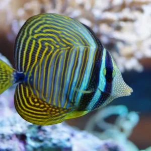 ZEBRASOMA DESJARDINI